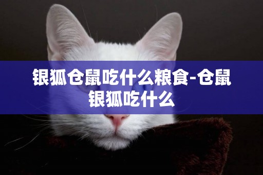 銀狐倉鼠吃什么糧食-倉鼠銀狐吃什么