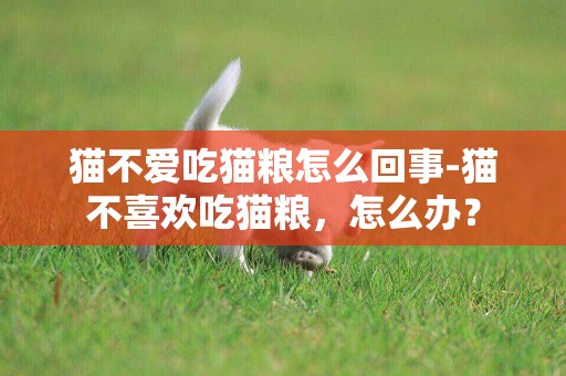 貓不愛吃貓糧怎么回事-貓不喜歡吃貓糧，怎么辦？