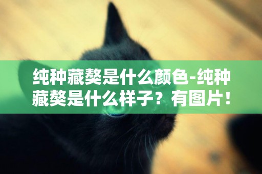 純種藏獒是什么顏色-純種藏獒是什么樣子？有圖片！