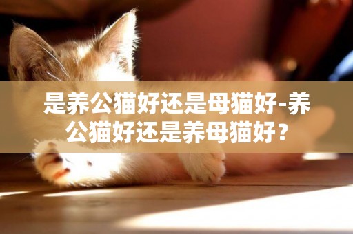 是養公貓好還是母貓好-養公貓好還是養母貓好？