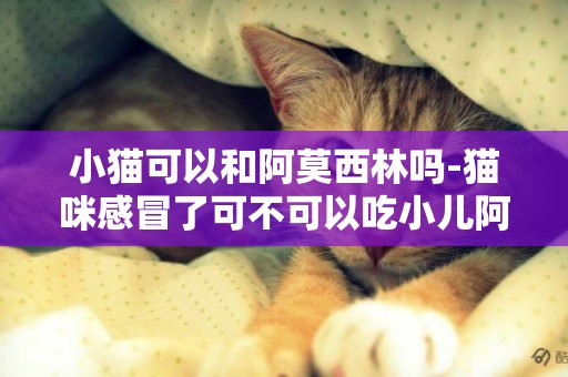 小貓可以和阿莫西林嗎-貓咪感冒了可不可以吃小兒阿莫西林