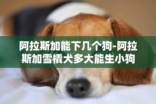 阿拉斯加能下幾個狗-阿拉斯加雪橇犬多大能生小狗