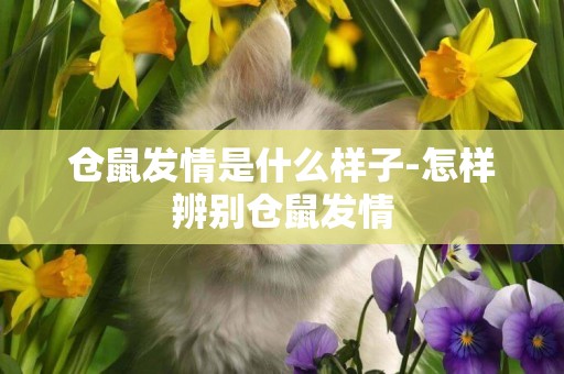倉鼠發情是什么樣子-怎樣辨別倉鼠發情