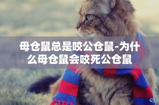 母倉鼠總是咬公倉鼠-為什么母倉鼠會咬死公倉鼠