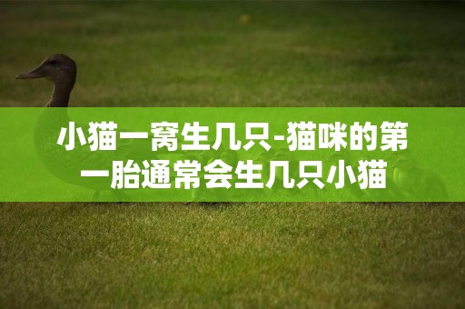 小貓一窩生幾只-貓咪的第一胎通常會生幾只小貓