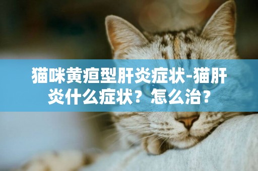貓咪黃疸型肝炎癥狀-貓肝炎什么癥狀？怎么治？