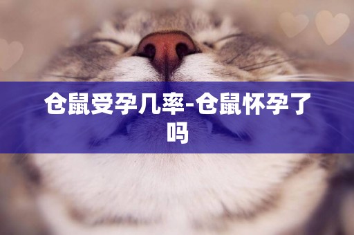 倉鼠受孕幾率-倉鼠懷孕了嗎