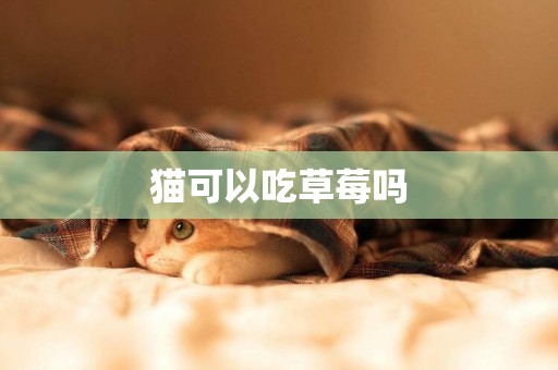 貓可以吃草莓嗎
