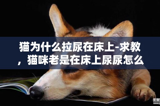 貓為什么拉尿在床上-求教，貓咪老是在床上尿尿怎么辦