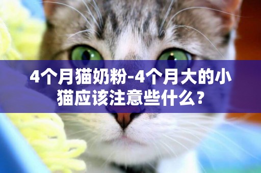 4個月貓奶粉-4個月大的小貓應該注意些什么？
