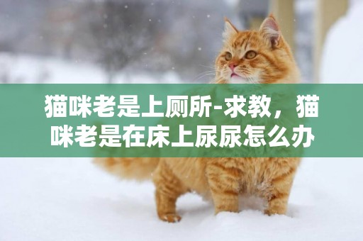 貓咪老是上廁所-求教，貓咪老是在床上尿尿怎么辦