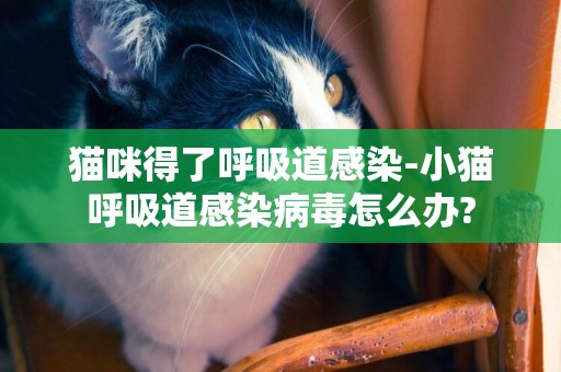 貓咪得了呼吸道感染-小貓呼吸道感染病毒怎么辦?