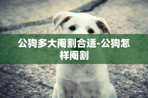 公狗多大閹割合適-公狗怎樣閹割