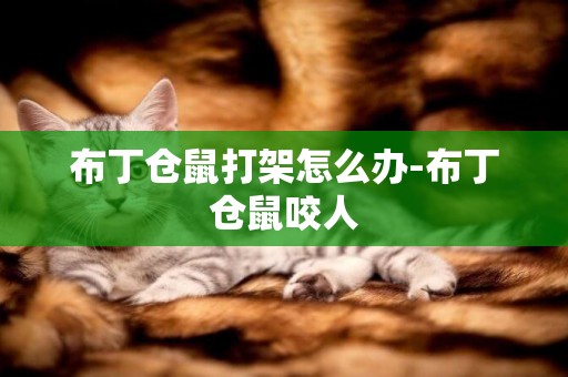 布丁倉鼠打架怎么辦-布丁倉鼠咬人