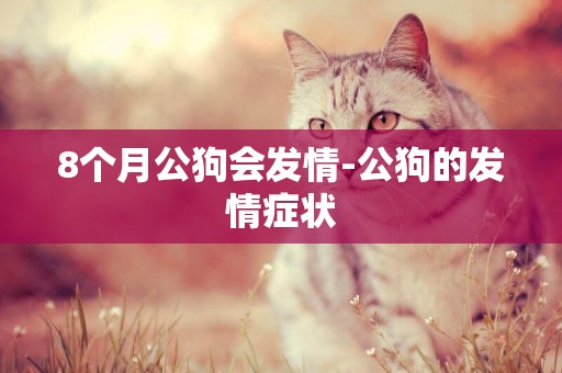 8個月公狗會發情-公狗的發情癥狀