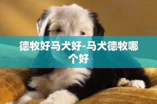 德牧好馬犬好-馬犬德牧哪個好