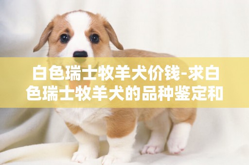 白色瑞士牧羊犬價錢-求白色瑞士牧羊犬的品種鑒定和國內國外價格