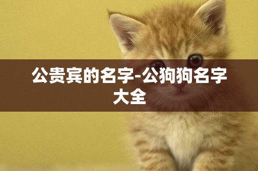 公貴賓的名字-公狗狗名字大全