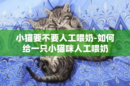 小貓要不要人工喂奶-如何給一只小貓咪人工喂奶