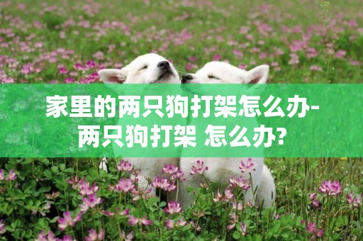 家里的兩只狗打架怎么辦-兩只狗打架 怎么辦?