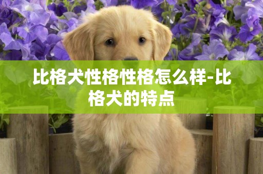 比格犬性格性格怎么樣-比格犬的特點