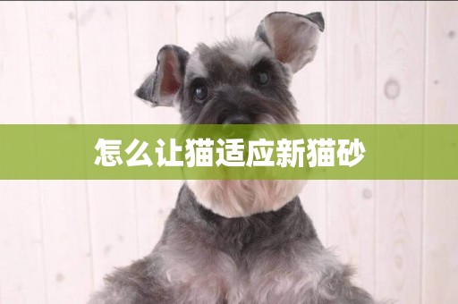 怎么讓貓適應新貓砂