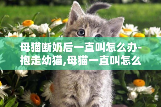 母貓斷奶后一直叫怎么辦-抱走幼貓,母貓一直叫怎么辦