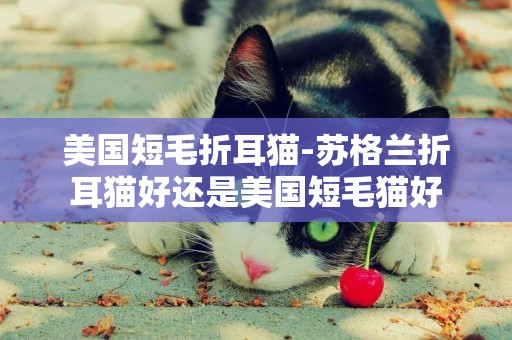 美國短毛折耳貓-蘇格蘭折耳貓好還是美國短毛貓好