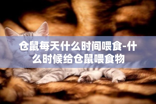 倉鼠每天什么時間喂食-什么時候給倉鼠喂食物