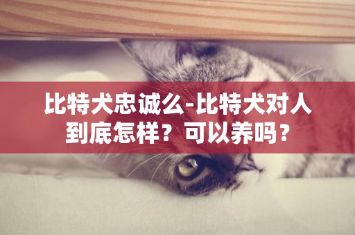 比特犬忠誠么-比特犬對人到底怎樣？可以養嗎？