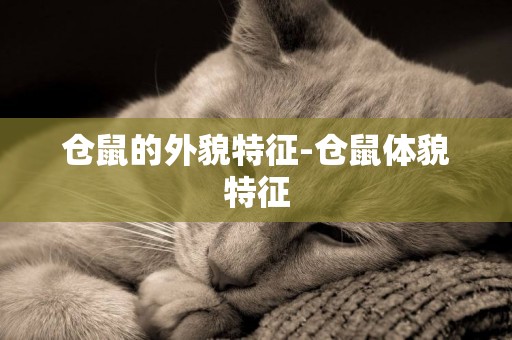 倉鼠的外貌特征-倉鼠體貌特征