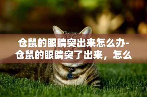 倉鼠的眼睛突出來怎么辦-倉鼠的眼睛突了出來，怎么辦？