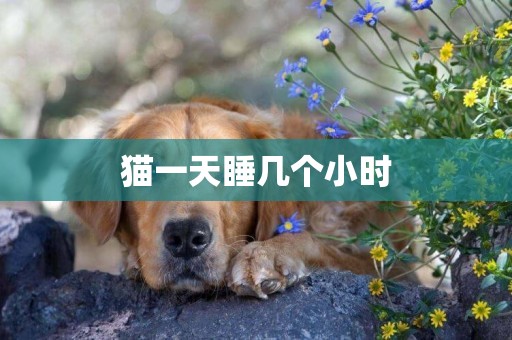 貓一天睡幾個小時