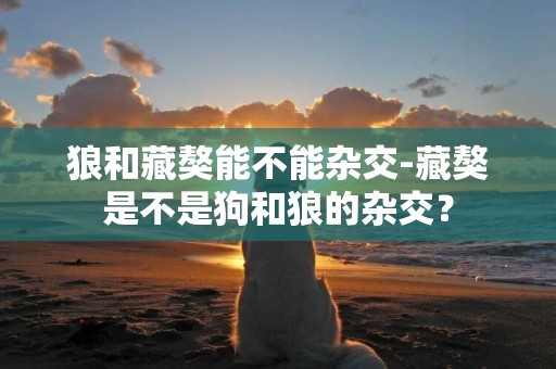 狼和藏獒能不能雜交-藏獒是不是狗和狼的雜交？