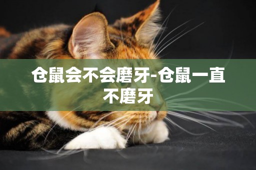 倉鼠會不會磨牙-倉鼠一直不磨牙