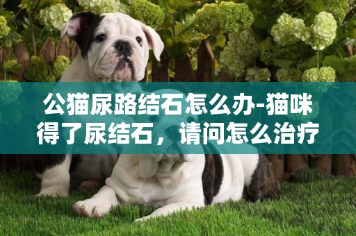 公貓尿路結石怎么辦-貓咪得了尿結石，請問怎么治療？