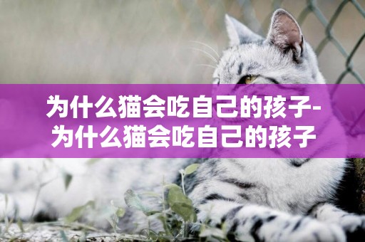 為什么貓會吃自己的孩子-為什么貓會吃自己的孩子