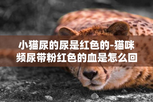 小貓尿的尿是紅色的-貓咪頻尿帶粉紅色的血是怎么回事？