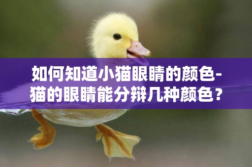 如何知道小貓眼睛的顏色-貓的眼睛能分辯幾種顏色？