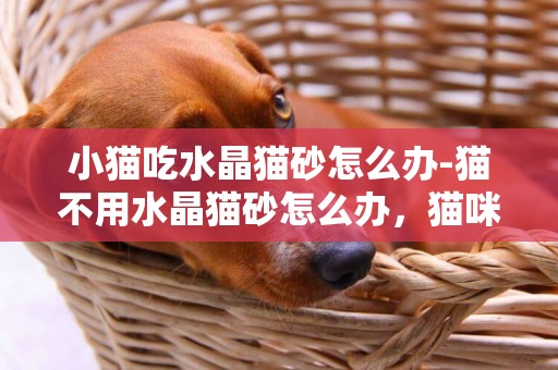 小貓吃水晶貓砂怎么辦-貓不用水晶貓砂怎么辦，貓咪不喜歡水晶貓砂，怎么辦？？