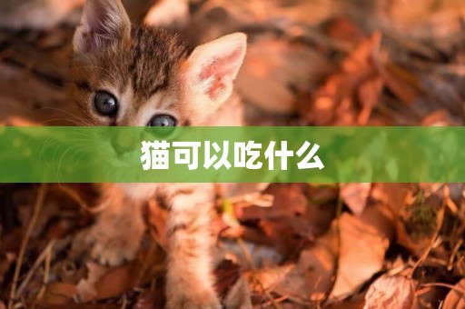 貓可以吃什么