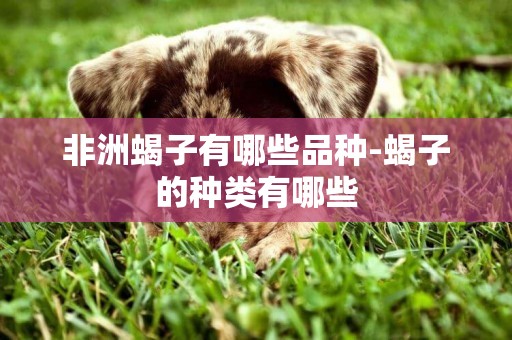 非洲蝎子有哪些品種-蝎子的種類有哪些