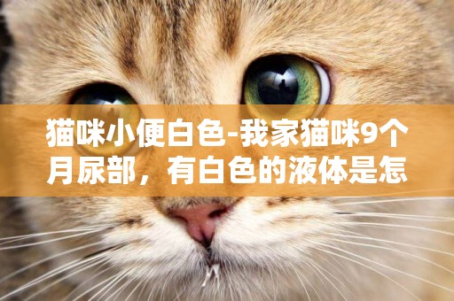 貓咪小便白色-我家貓咪9個月尿部，有白色的液體是怎么回事兒？