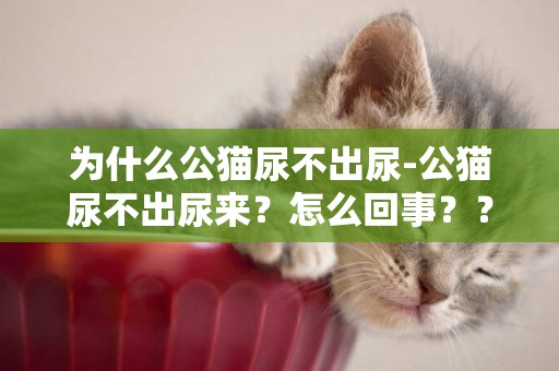 為什么公貓尿不出尿-公貓尿不出尿來？怎么回事？？？