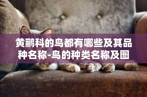 黃鸝科的鳥都有哪些及其品種名稱-鳥的種類名稱及圖片