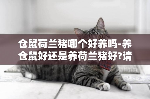 倉鼠荷蘭豬哪個好養嗎-養倉鼠好還是養荷蘭豬好?請介紹一下
