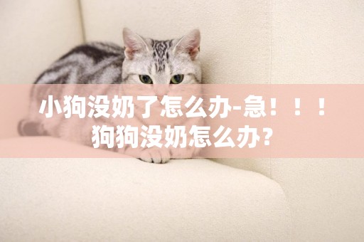 小狗沒奶了怎么辦-急！！！狗狗沒奶怎么辦？