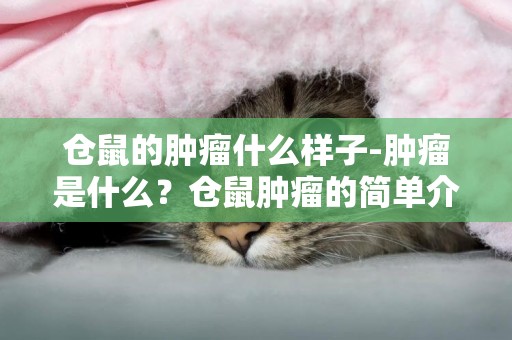 倉鼠的腫瘤什么樣子-腫瘤是什么？倉鼠腫瘤的簡單介紹