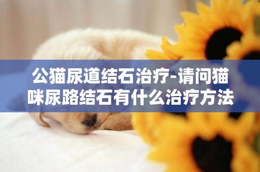 公貓尿道結石治療-請問貓咪尿路結石有什么治療方法嗎?