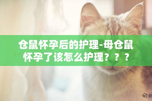 倉鼠懷孕后的護理-母倉鼠懷孕了該怎么護理？？？